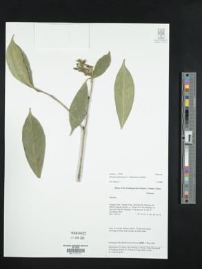 Image of Skimmia arborescens