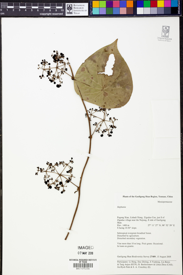 Stephania image
