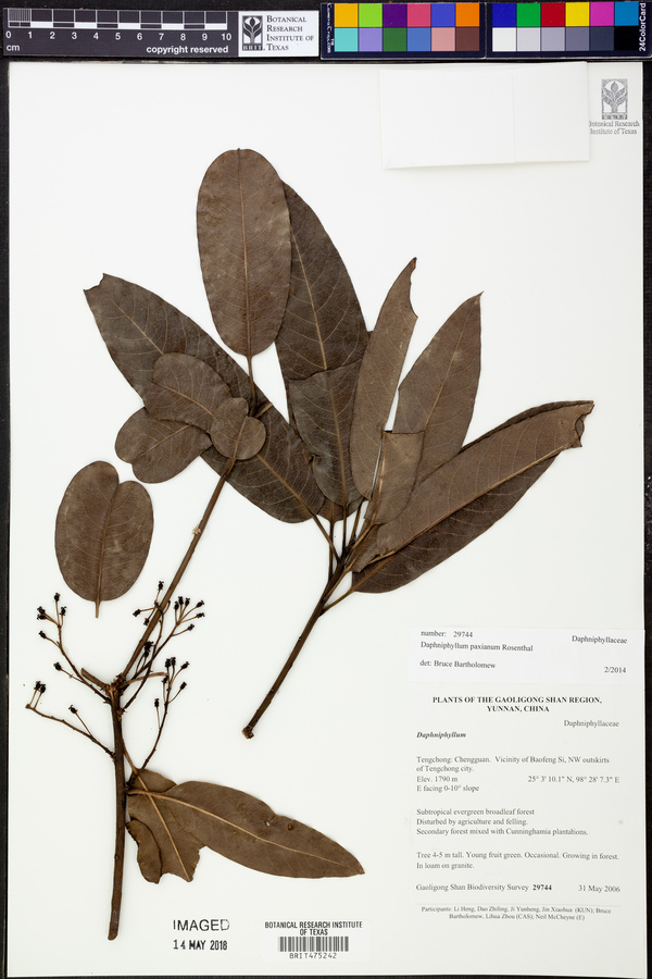 Daphniphyllum paxianum image