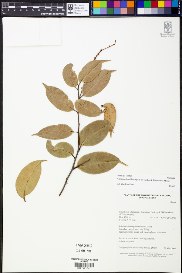 Castanopsis echinocarpa image