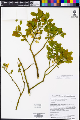 Phoradendron leucarpum subsp. tomentosum image