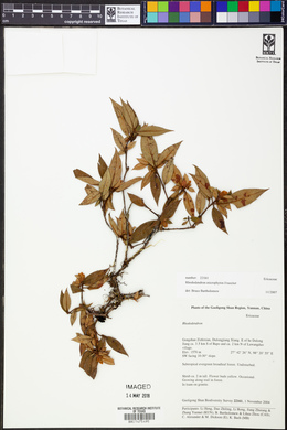 Rhododendron microphyton image