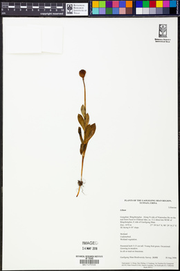 Image Associated With the Occurence