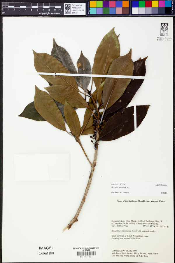 Ilex sikkimensis image