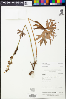 Aconitum nagarum image