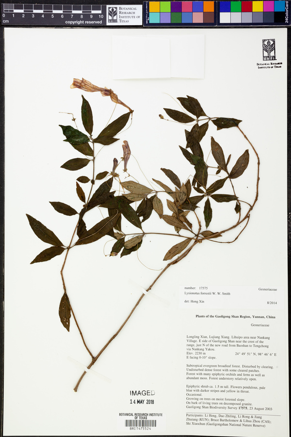 Lysionotus forrestii image