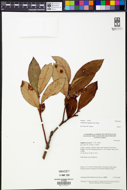 Gaultheria stapfiana image