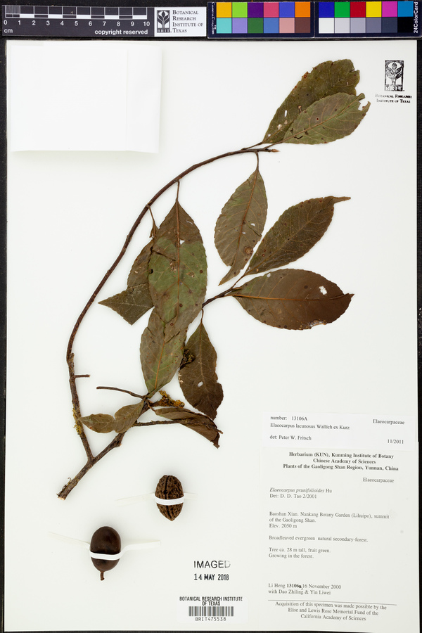 Elaeocarpus lacunosus image
