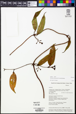 Jasminum duclouxii image