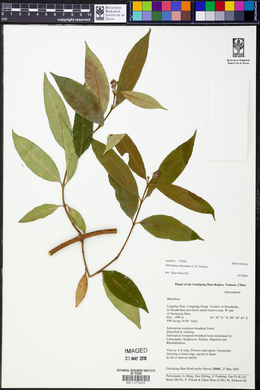 Image of Melodinus khasianus