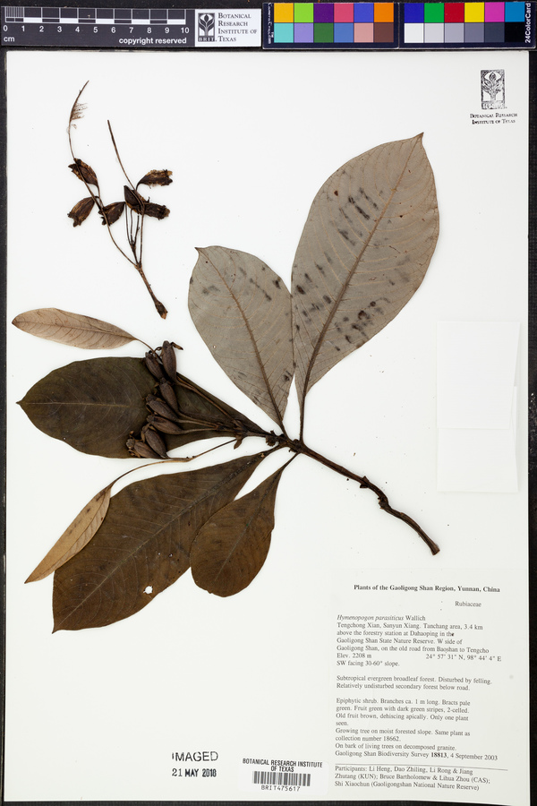 Hymenopogon image