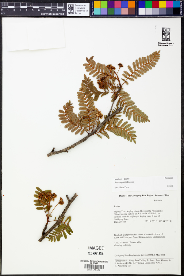 Sorbus prattii image