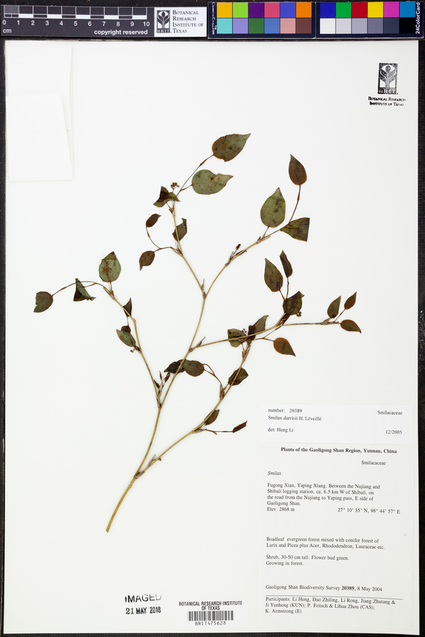 Smilax darrisii image