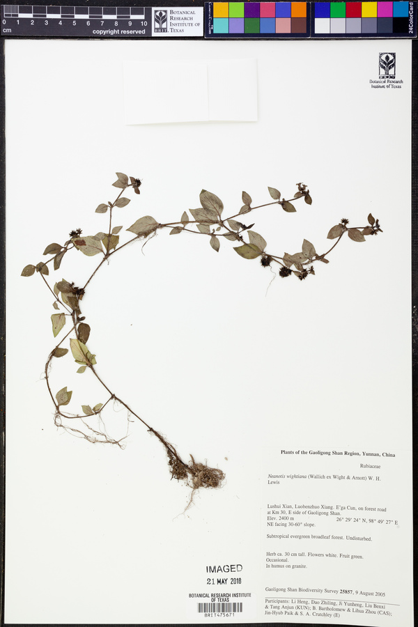 Neanotis wightiana image