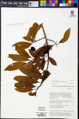 Litsea chinpingensis image