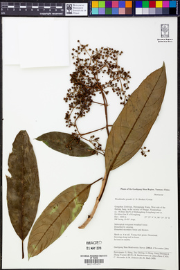 Wendlandia budleioides image