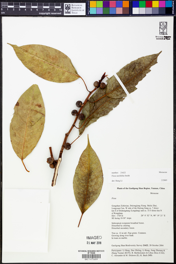 Ficus neriifolia image