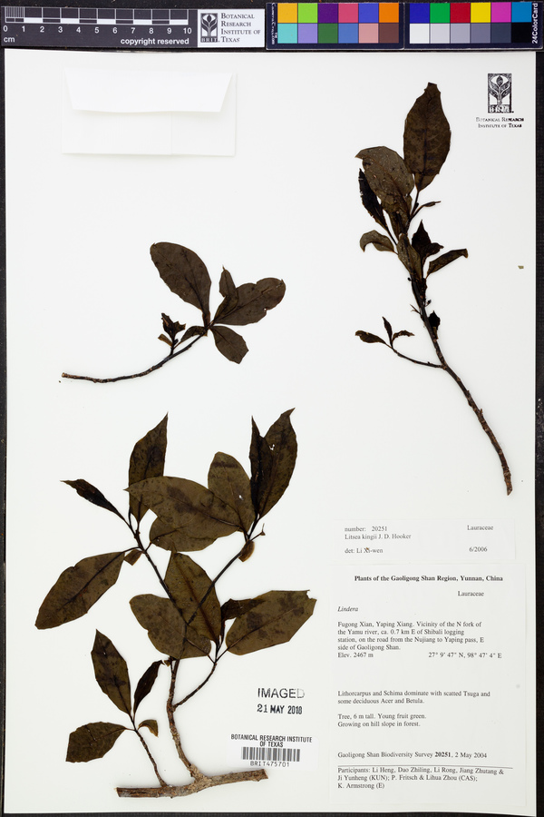 Sabia campanulata image