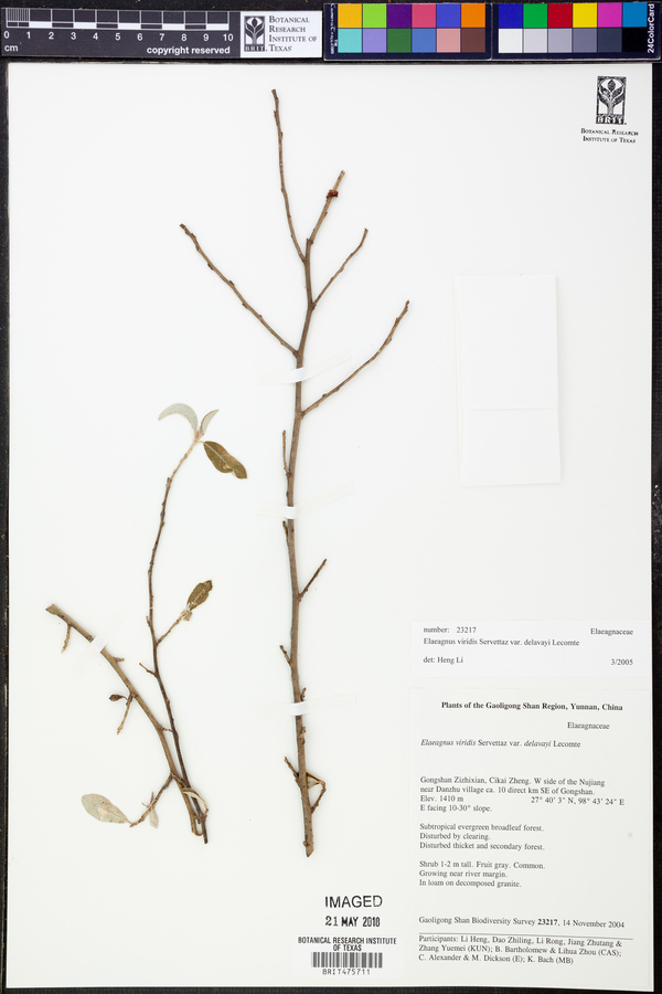 Elaeagnus viridis image
