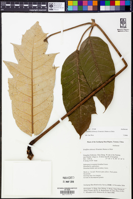 Schefflera delavayi image