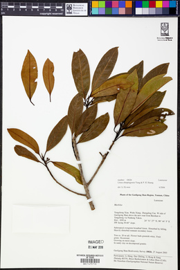 Litsea chinpingensis image