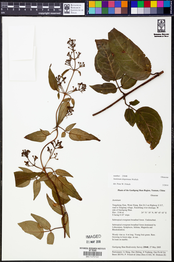 Jasminum dispermum image