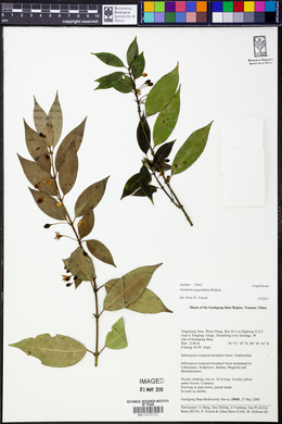 Gardneria angustifolia image