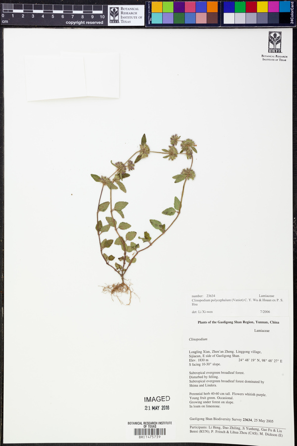 Clinopodium polycephalum image
