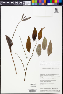 Litsea lancifolia image