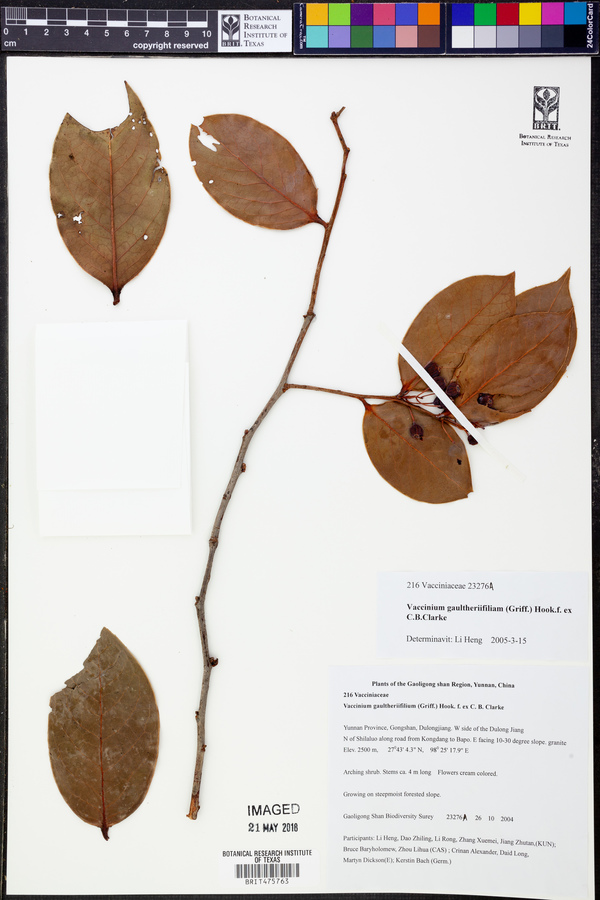 Vaccinium gaultheriifolium image