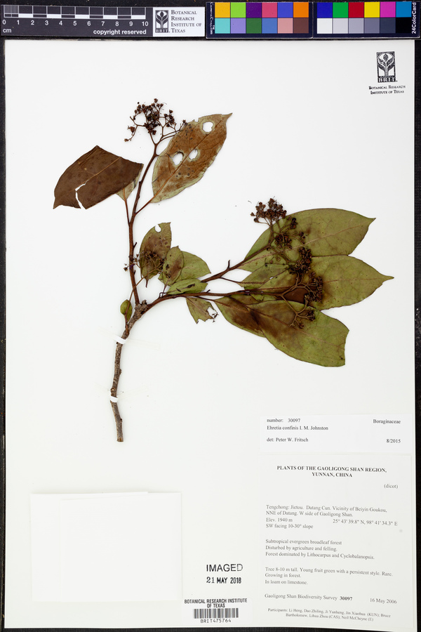 Ehretia confinis image