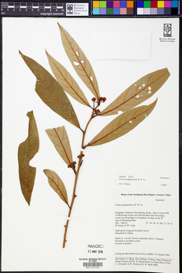 Litsea gongshanensis image