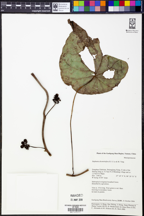 Stephania dicentrinifera image