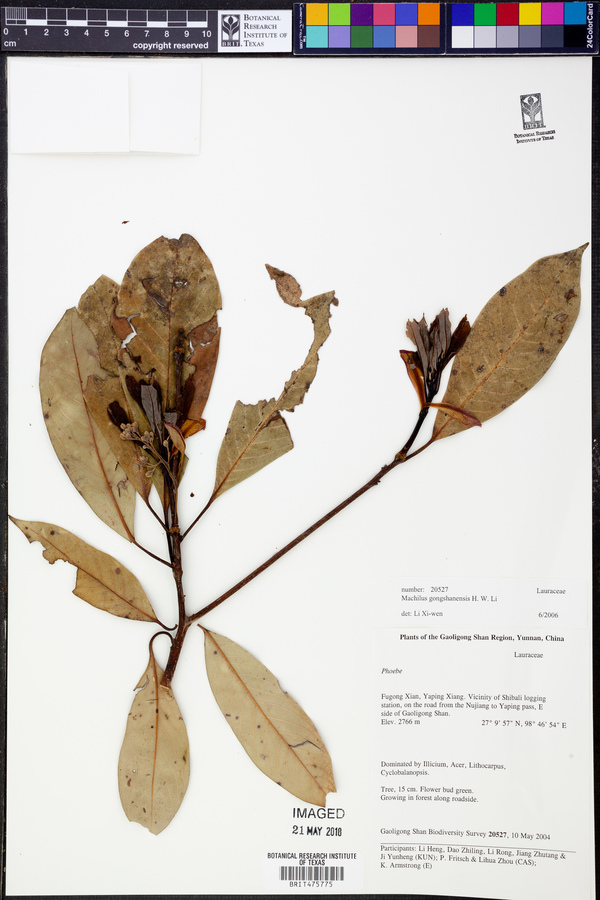 Machilus gongshanensis image