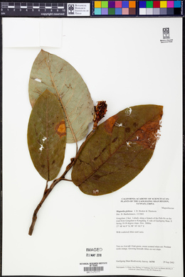 Image of Magnolia globosa