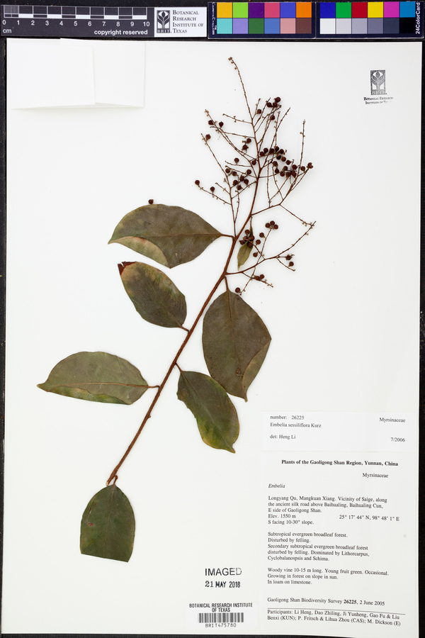 Embelia sessiliflora image