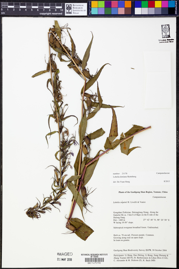 Lobelia doniana image