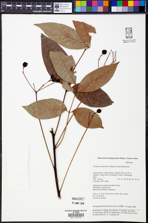 Heynea trijuga image