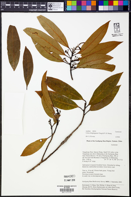 Litsea chinpingensis image