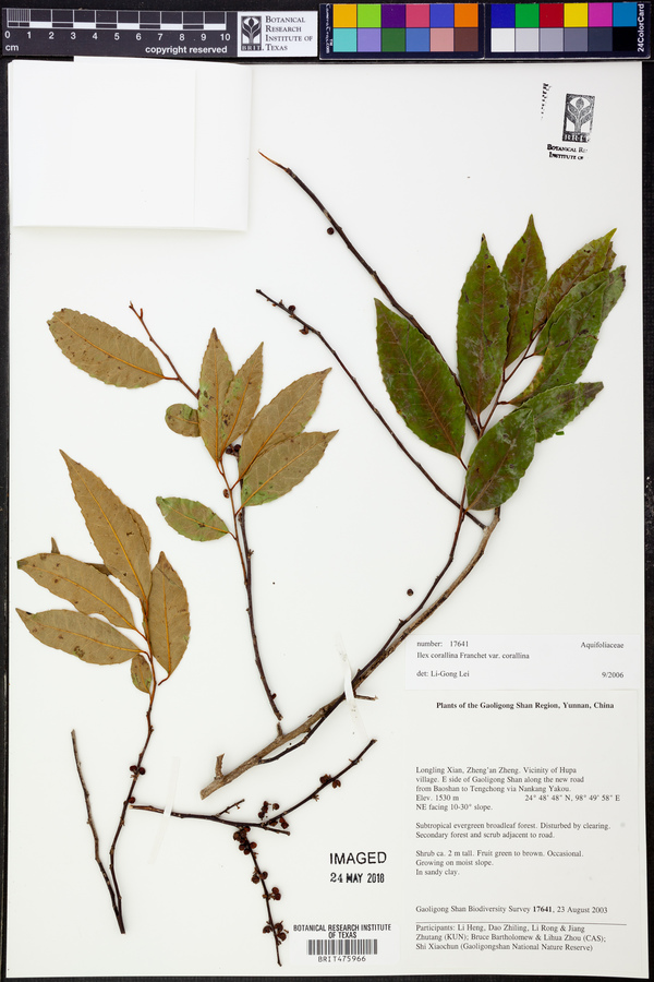 Ilex corallina var. corallina image