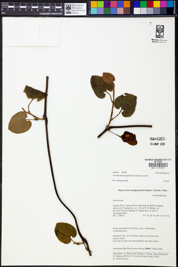 Aristolochia moupinensis image
