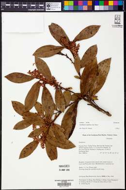 Image of Gaultheria stapfiana