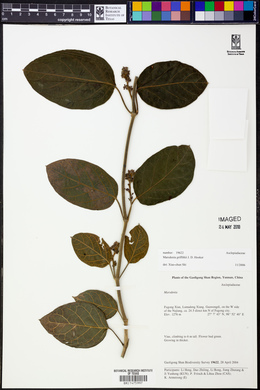 Image of Marsdenia griffithii