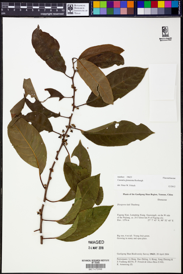 Casearia glomerata image