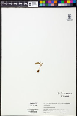 Ophioglossum crotalophoroides image