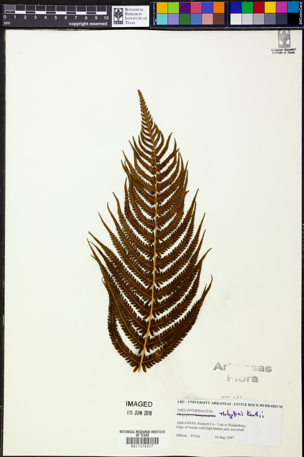 Thelypteris kunthii image