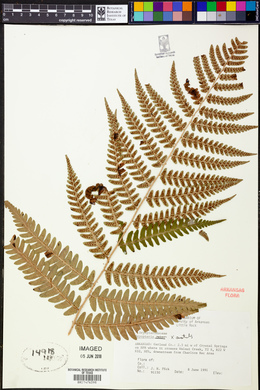 Dryopteris x australis image