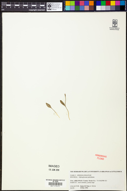 Ophioglossum petiolatum image