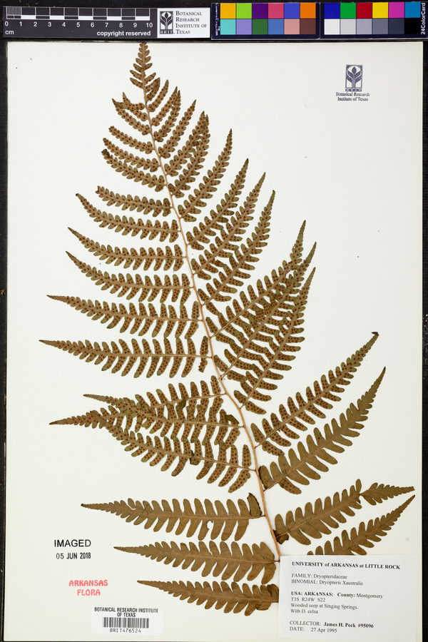 Dryopteris x australis image