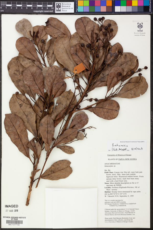 Buchanania image